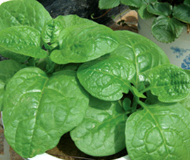 孕妇能吃木耳菜吗？怀孕期间不能吃哪些蔬菜