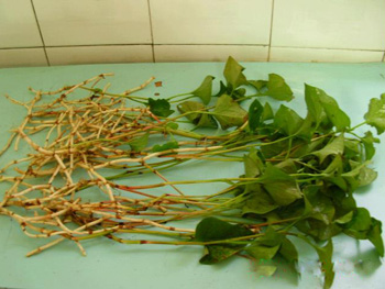 孕妇能吃鱼腥草吗?孕期吃鱼腥草宝宝皮肤白?