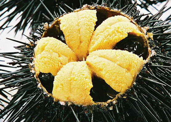 孕妇能吃海胆吗？怀孕不能生吃海胆