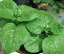 孕妇能吃木耳菜吗？怀孕不能吃哪些蔬菜