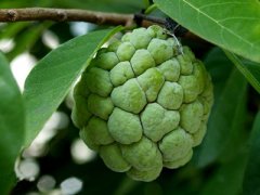 孕妇能吃番荔枝吗？怀孕吃释迦果好吗？