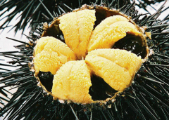 孕妇能吃海胆吗？怀孕不能生吃海胆