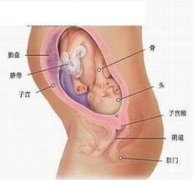怀孕八个月胎儿图